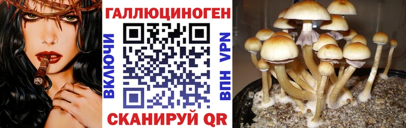Псилоцибиновые грибы прущие грибы  Ессентукская 